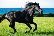 Spain-Mallorca/Menorca-Menorca Explorer on Horseback